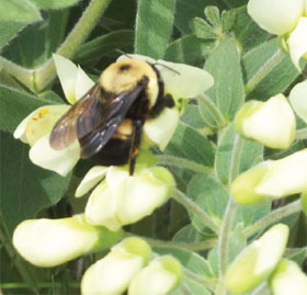 bumble-bee-regeneration